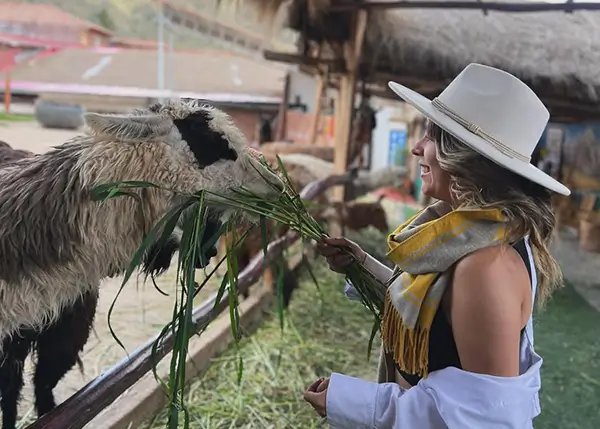 Read more about the article Walking Tour Cusco: Llamas y Calles Incas